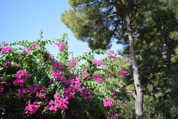 Квіти фіолетового буґенвілле. Бугенвілле - популярна декоративна рослина. Її краса походить від цвіту квітів, які яскраво забарвлені і приваблюють увагу. Бугенвіллея. Вайолет - Фото, зображення