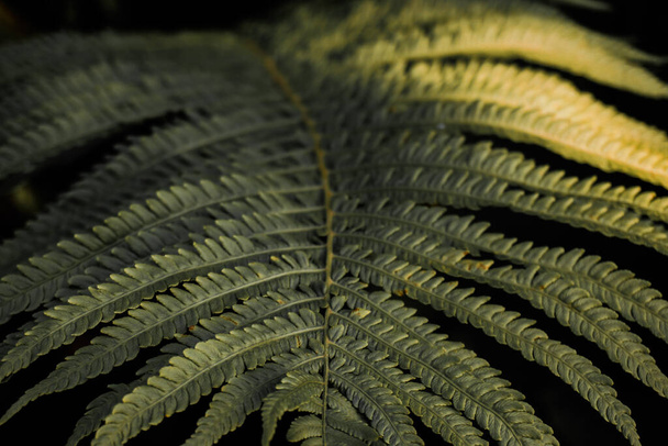 Macro photo of an avatar leaf with accent warm light spots and contrasting shadows. - Fotografie, Obrázek
