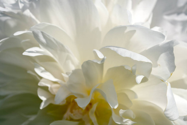 Bella immagine della pianta del fiore peonia fioritura close-up macro fotografia - Foto, immagini