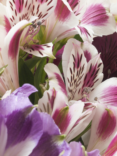 Alstroemeria virágok - Fotó, kép