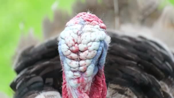 Close up of turkey head with colorful growths . - Footage, Video