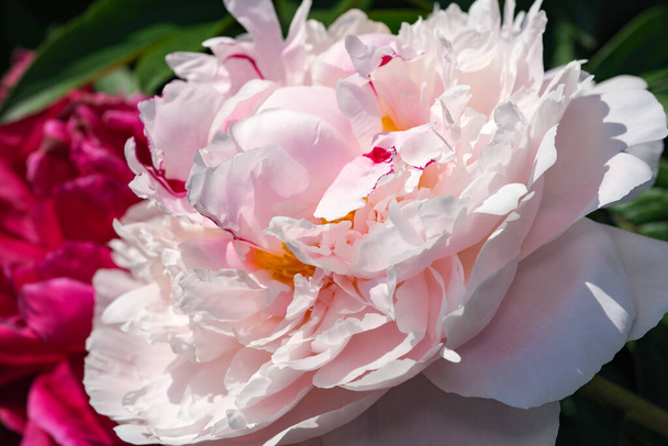 Bela flor planta imagem florescendo peônia close-up macrofotografia - Foto, Imagem