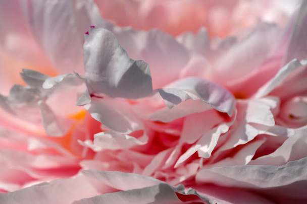 美しい花の植物写真が咲く牡丹クローズアップ｜マクロ写真 - 写真・画像