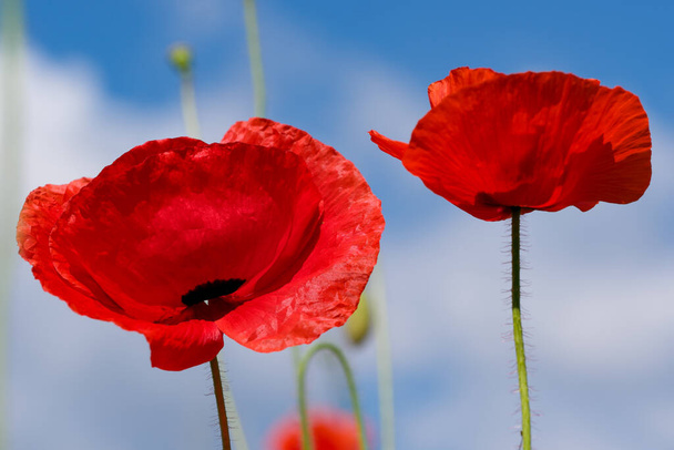 Red poppies bloom beautifully against the blue sky on a sunny summer day close-up - Photo, Image