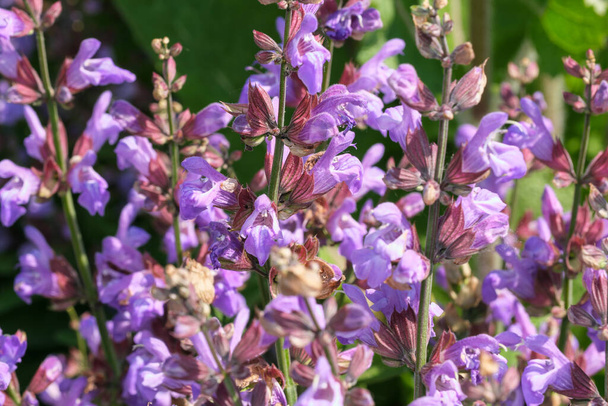 Varietal cultivated sage - medicinal aromatic herb blooms on a sunny summer day close-up - Photo, Image