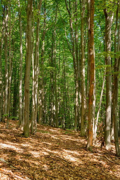 bukový les v létě. jasná příroda venku za slunečného dne. vysoké stromy v zeleném listoví - Fotografie, Obrázek