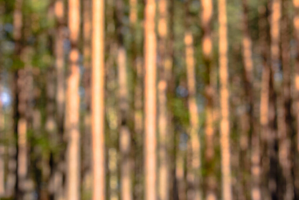Out of focus forest, defocused blurry bokeh background - Φωτογραφία, εικόνα