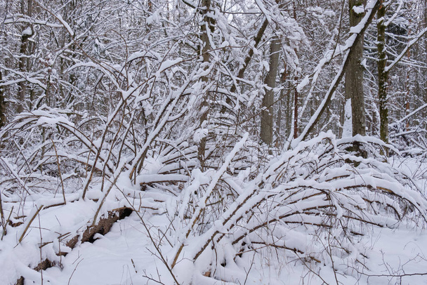 Winterlandschap van besneeuwde loofbomen met liggende sparren, Bialowieza Bos, Polen, Europa - Foto, afbeelding