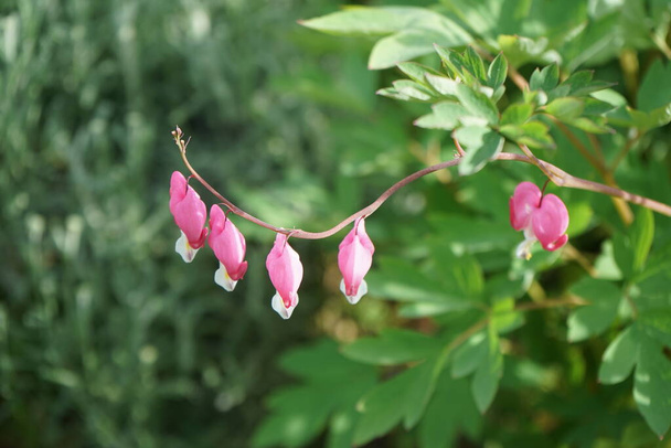Lamprocapnos spectabilis, bleeding heart, fallopian buds or Asian bleeding-heart, is a species of flowering plant in the poppy family Papaveraceae. Berlin, Germany  - Photo, Image