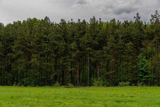 The forest gestures just beyond the meadow with the trees lined up in an even row. - Fotografie, Obrázek
