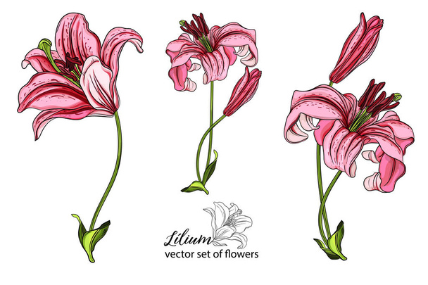 Flores y cogollos Lily. Flor de lirio flores hermosas brillantes - Vector, imagen