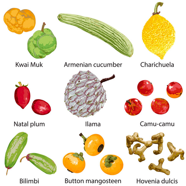 Früchte auf weißem Hintergrund mit dem Namen - Vektor, Bild