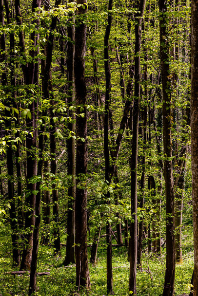 Troncos de árboles altos y esbeltos, con hojas verdes en las ramas, en un denso bosque llano - Foto, imagen