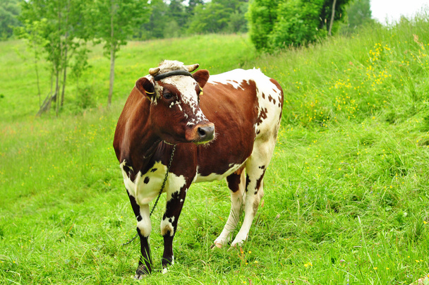 корова на лугу - Фото, изображение