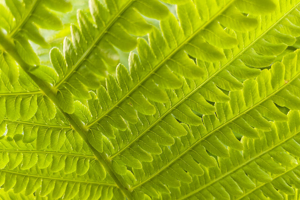 Beautiful fern leaf close-up. Nature background. - Photo, Image