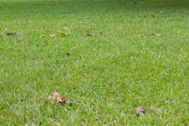 césped verde limpio con hojas secas caídas - Foto, imagen