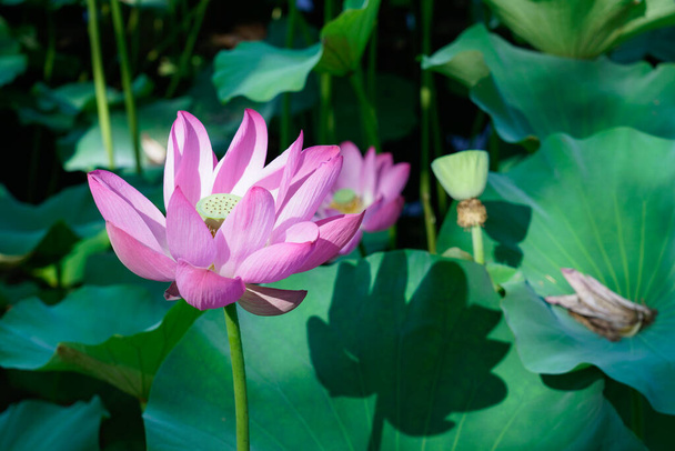 Hermosas flores de loto florecen en el lago en verano. El hermoso loto está floreciendo. - Foto, imagen