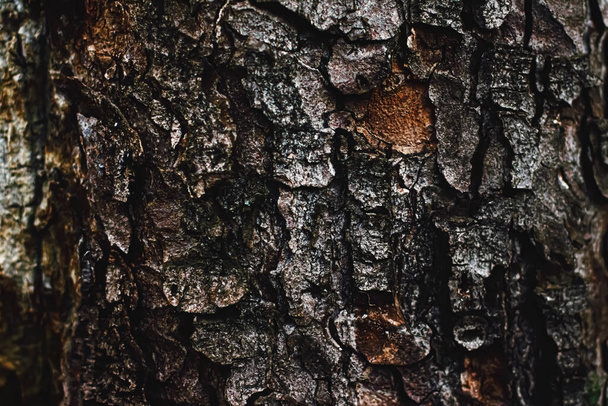 Legno naturale, struttura dell'albero come sfondo di legno, ambiente e natura - Foto, immagini