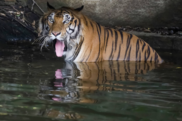 Крупным планом бенгальский тигр красивое животное и опасен в лесу - Фото, изображение