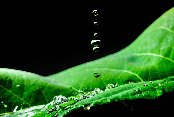 Wassertropfen auf einem grünen Blatt auf schwarzem Hintergrund - Foto, Bild