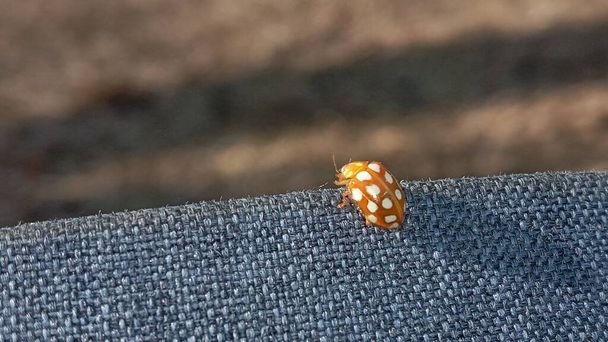 Ladybug yellow in nature in Siberia, Ladybug beetles. Calvia quatuordecimguttata. Ladybug, orange, animal, yellow, spotted. Ladybug orange waiting to molt. - Photo, Image
