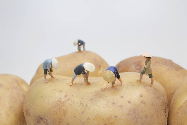 the little farmer on the Potato feild - Φωτογραφία, εικόνα