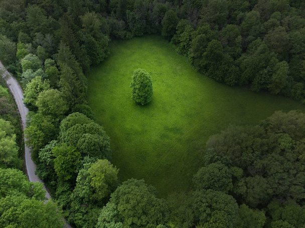 Árboles que rodean a uno de ellos solo en el prado. Foto aérea de Lonely Tree sobre fondo de hierba verde. - Foto, Imagen