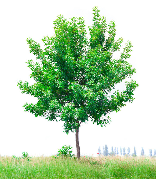 fresh green tree with grass on white sky background - 写真・画像