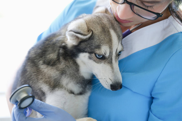 医者獣医師は病気の犬を保持し、診療所で聴診器でそれを聞く - 写真・画像
