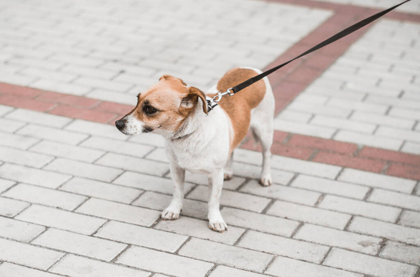 Little dog on a leash for a walk - Φωτογραφία, εικόνα