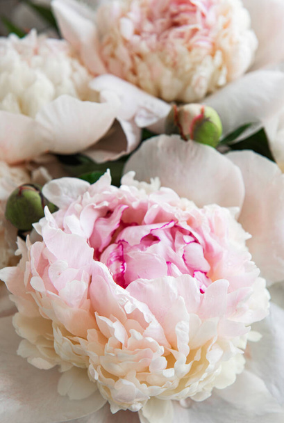 Φρέσκα ροζ παιώνια λουλούδια ως φυσικό υπόβαθρο - Φωτογραφία, εικόνα