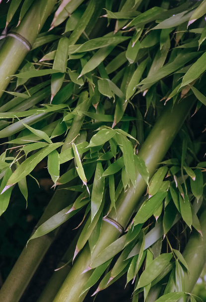 Bamboo background. Bio, eco, nature wallpaper - Фото, зображення