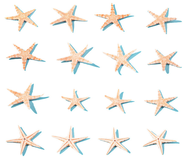 Ensemble d'étoiles de mer avec ombre dure isolé sur fond blanc. - Photo, image