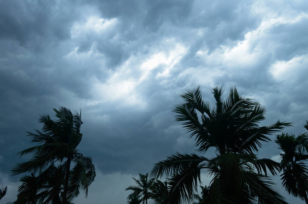 Grube ciemne czarne ciężkie chmury burzowe pokryte letni zachód słońca horyzont nieba. Gale prędkości wiatr wieje nad rozmazane palmy kokosowe przed Norwesters Kalbaishakhi Bordoisila burza ulewny deszcz. - Zdjęcie, obraz