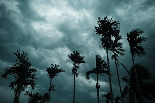 Thick dark black heavy storm clouds covered summer sunset sky horizon. Gale speed wind blowing over blurry coconut palm tree before Norwesters Kalbaishakhi Bordoisila thunderstorm torrential rain. - Photo, Image