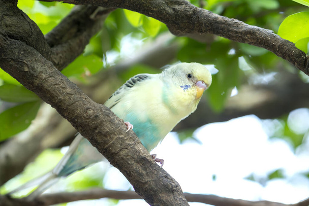 Παπαγάλοι σκαρφαλωμένοι σε κλαδιά δέντρων στον κήπο με πολύχρωμο φτέρωμα είναι έξυπνα κατοικίδια ζώα κοντά στον άνθρωπο - Φωτογραφία, εικόνα
