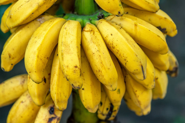 Bananas amarelas maduras na árvore. Esta é uma fruta nutritiva com muita energia boa para a saúde humana - Foto, Imagem
