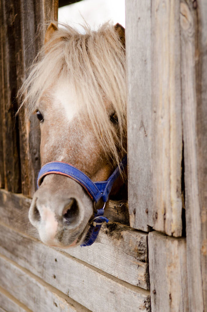 Muilkorf van bruine pony met witte pony met een blauwe teugel gluurt uit houten stal - Foto, afbeelding