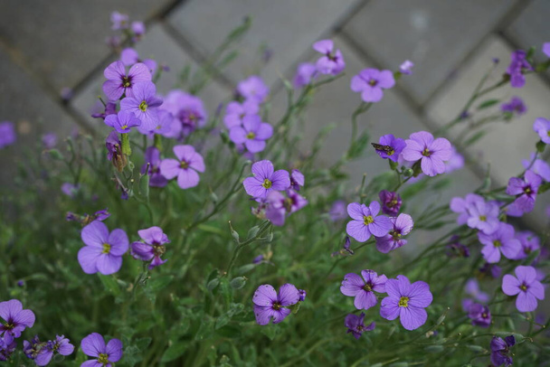 庭の中のオブリエタ・デルトワアイデア紫。オブリエタ・デルトアイデア(Aurieta deltoide)は、マスタード科の開花植物の一種である。ドイツ・ベルリン - 写真・画像