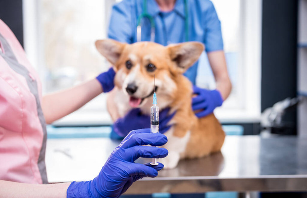 Ветеринарная команда, дающая вакцину собаке Корги - Фото, изображение