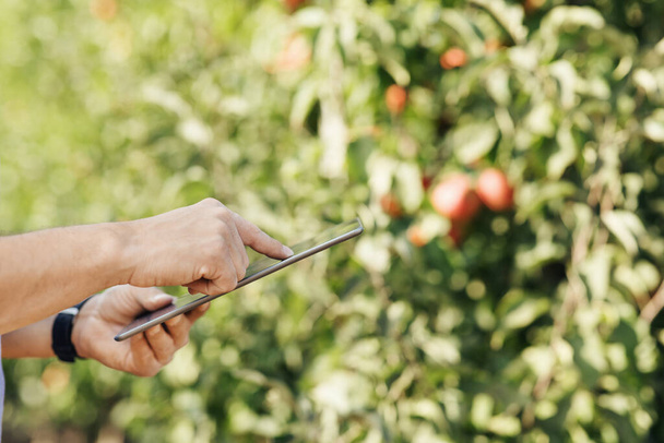Fruit grower με ψηφιακό tablet ελέγχοντας την ποιότητα στο σύγχρονο βιολογικό οπωρώνα - Φωτογραφία, εικόνα