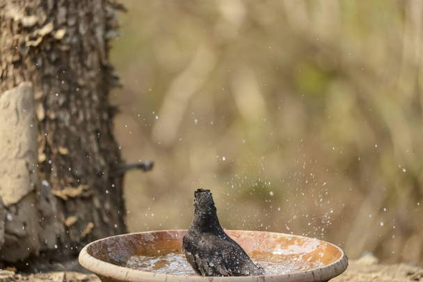 Common blackbird (Turdus merula) male bird sitting near water body to take bath in the forest of Sattal. - Photo, Image