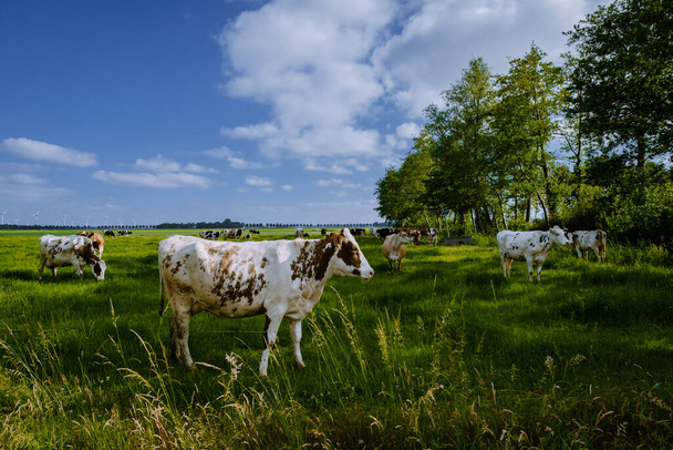 Vacas Holandesas Marrón y Blanco, Urk Países Bajos - Foto, Imagen