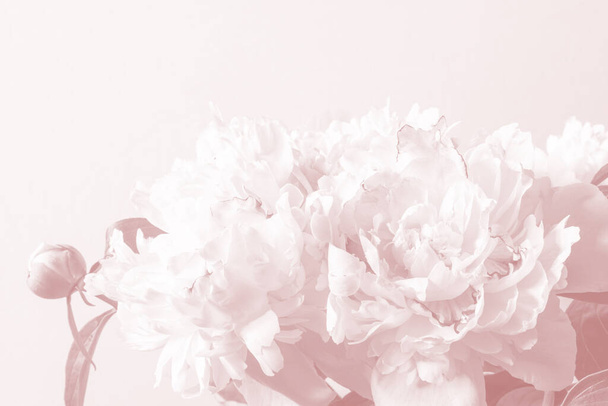 Abstract floral wallpaper from peony flowers. Floral pink beautiful background. Pink-white peonies and petals flowers. - Photo, Image