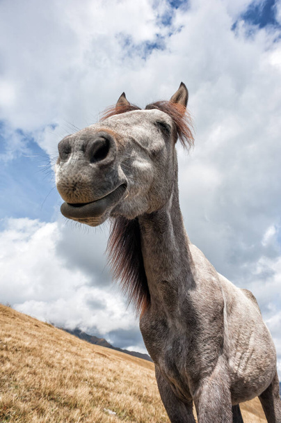 Funny smiling horse on the mountains pasture. Cute animal, positive portrait. - Fotó, kép