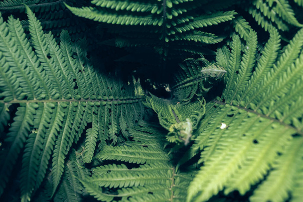 Detail kapradiny v lese. Krásné pozadí vzor pro design. - Fotografie, Obrázek