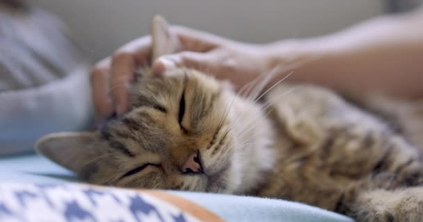 Mano rascarse el gato en el sofá en casa - Metraje, vídeo
