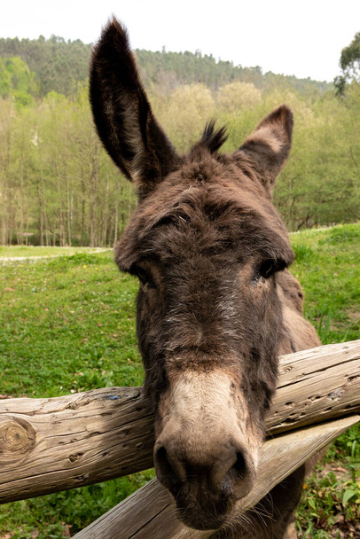 nice donkey looking at camera in a green field - Photo, Image