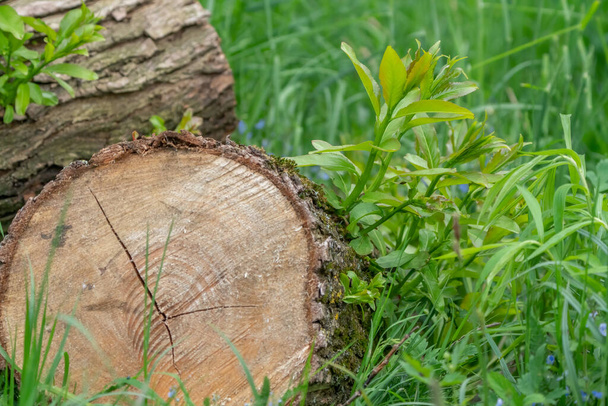 Gesneden brandhout met pas geteelde verse spruiten - Foto, afbeelding
