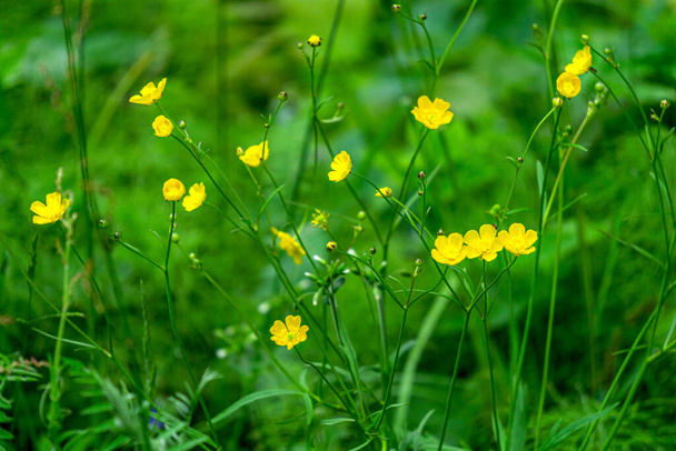 Gelbe Ranunkeln inmitten von grünem Gras auf einem Feld. - Foto, Bild